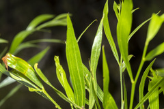 Acacia verniciflua