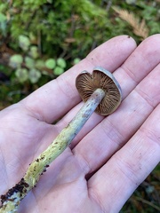 Gymnopilus punctifolius