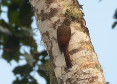 Lepidocolaptes souleyetii