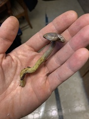 Gymnopilus punctifolius