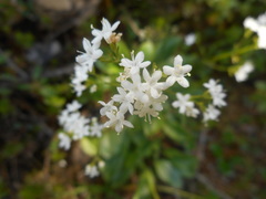 Valeriana saxatilis
