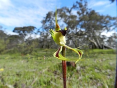 Caladenia parva