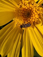 Toxomerus marginatus