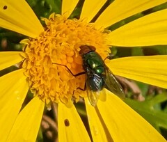 Lucilia coeruleiviridis
