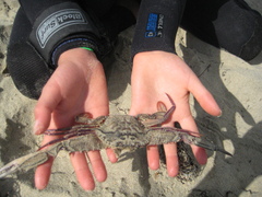 Achelous xantusii