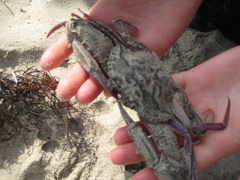 Achelous xantusii