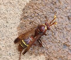 Polistes badius