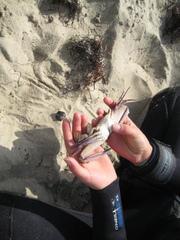 Achelous xantusii