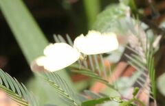 Eurema hecabe solifera