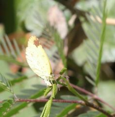 Eurema hecabe solifera