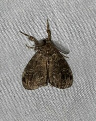 Dasychira vagans