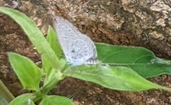 Zizula hylax pygmaea