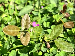 Desmodium scorpiurus