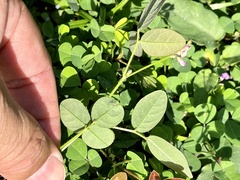 Desmodium scorpiurus