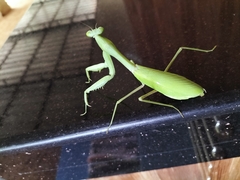 Hierodula membranacea