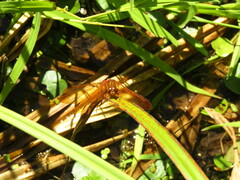 Sympetrum croceolum