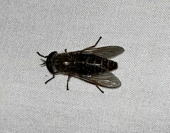 Tabanini