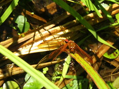 Sympetrum croceolum