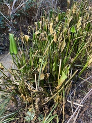 Pontederia cordata