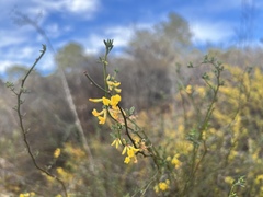 Acmispon glaber glaber