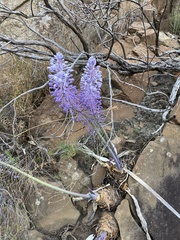 Merwilla plumbea