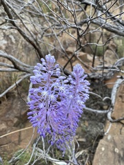 Merwilla plumbea