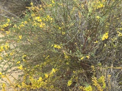 Acmispon glaber glaber