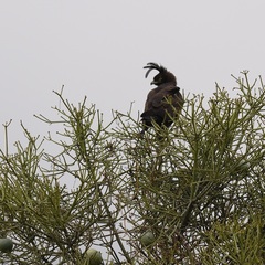 Lophaetus occipitalis