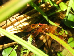 Sympetrum croceolum