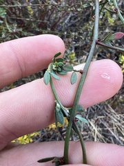 Acmispon glaber glaber