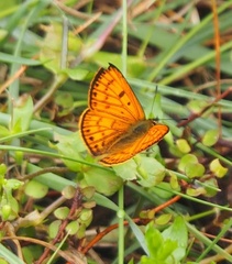 Lycaena edna
