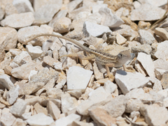 Chalarodon madagascariensis