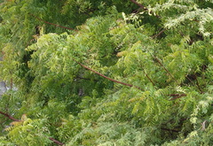 Magnoliopsida