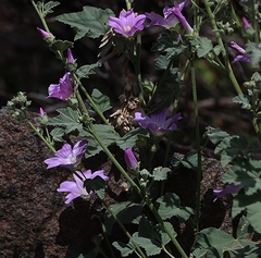 Malva weinmanniana