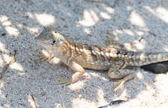 Chalarodon madagascariensis