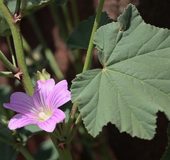 Malva weinmanniana
