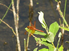 Sympetrum croceolum