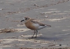 Charadrius obscurus aquilonius
