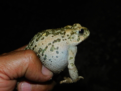 Incilius occidentalis