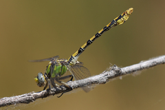 Ophiogomphus occidentis