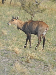 Boselaphus tragocamelus