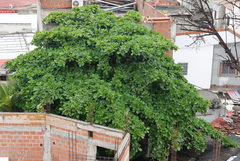 Terminalia catappa
