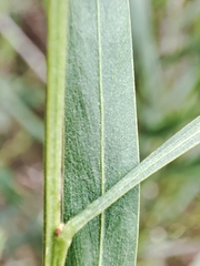 Acacia stricta