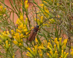 Crossidius suturalis