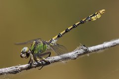 Ophiogomphus occidentis