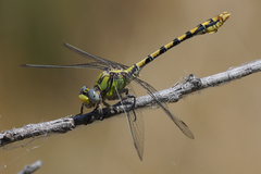 Ophiogomphus occidentis
