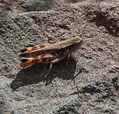 Azelota ochracea