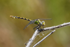 Ophiogomphus occidentis