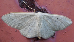 Idaea straminata