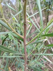 Acacia stricta